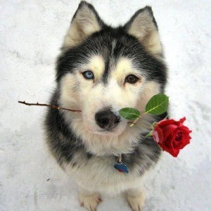 hond met roos